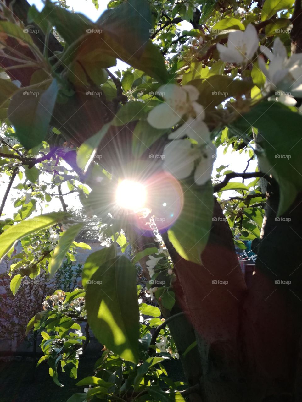 sunny apple flower