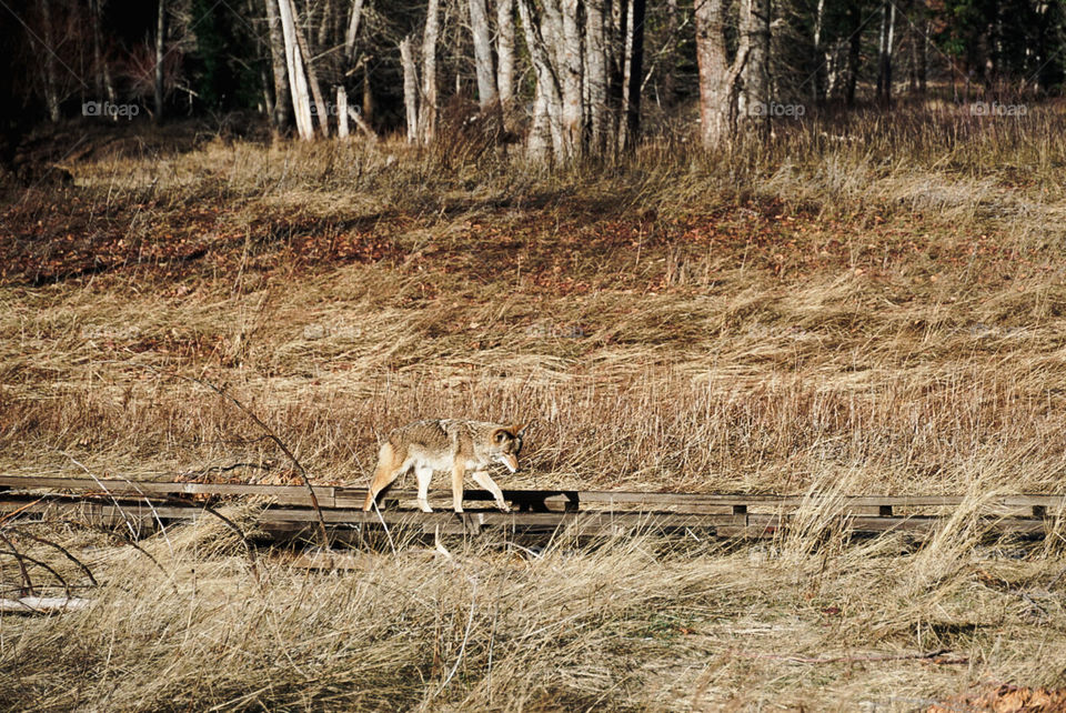 Coyote in Yosemite national park,California