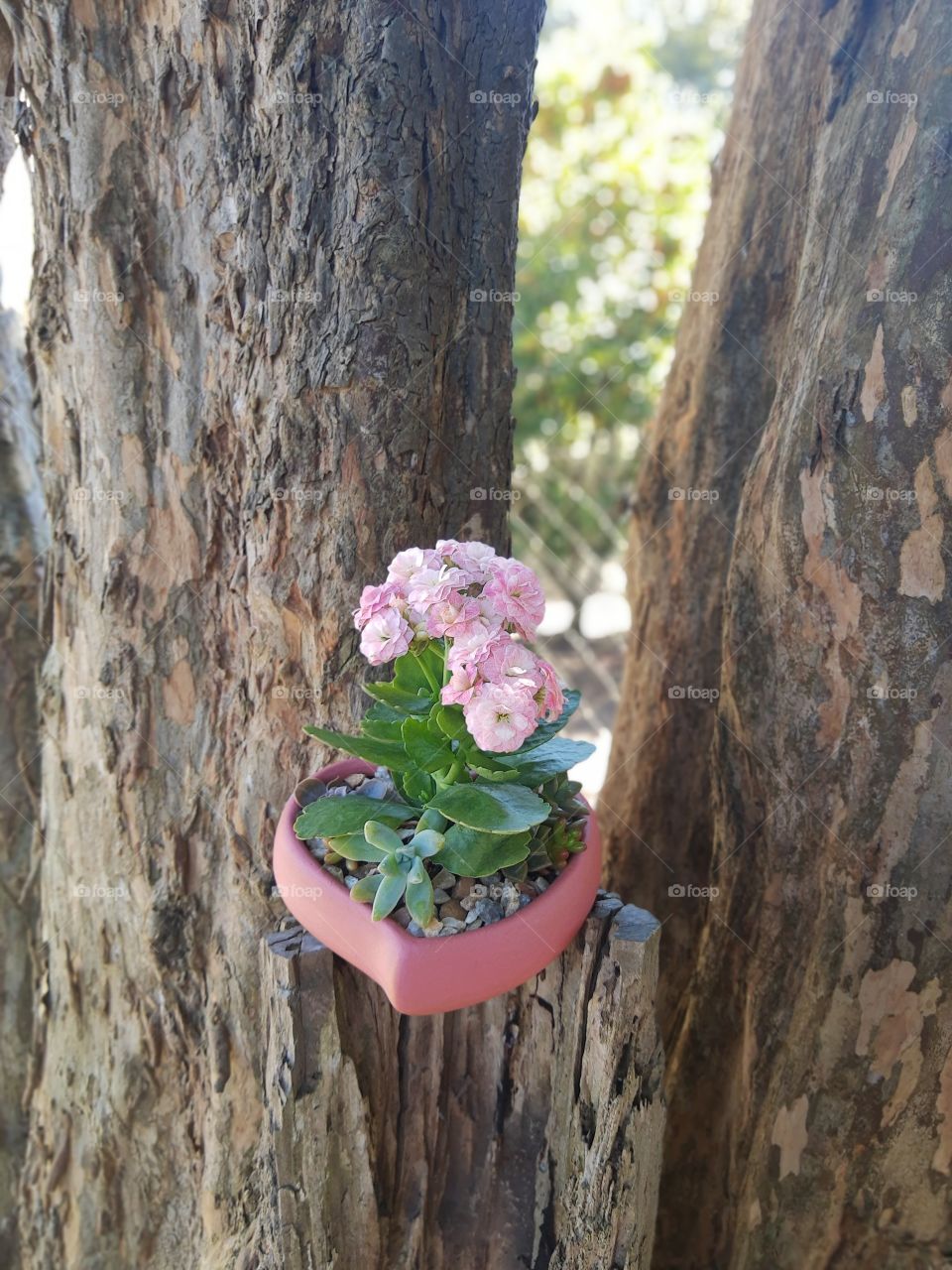succulents in a heart pot