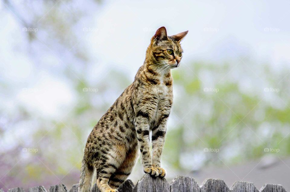 Bengal on a hunt