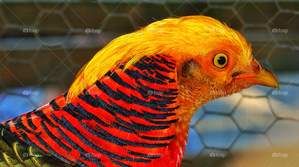 orange county ny red orange cage by delvec