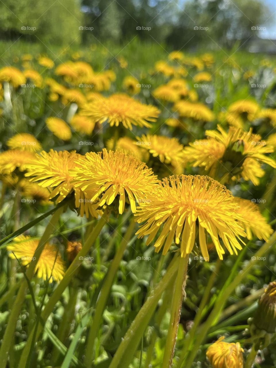 Summer field of dandelions