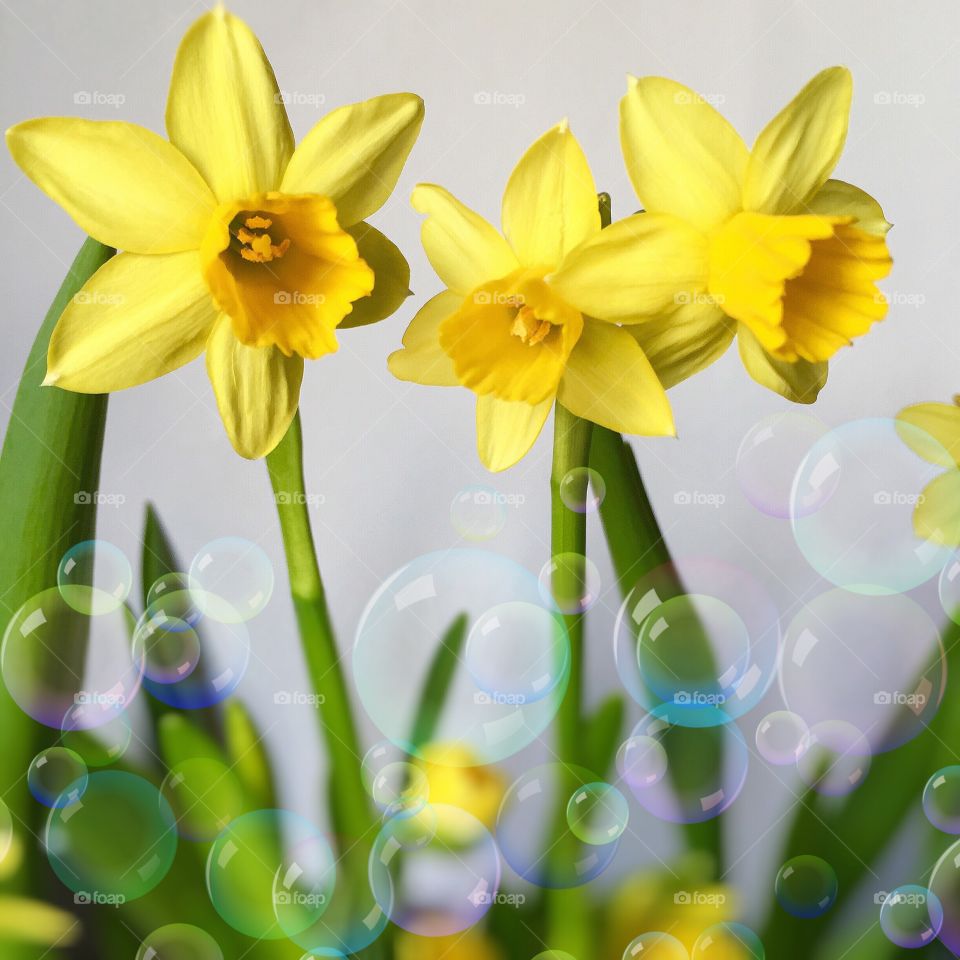Daffodils . Yellow Daffodils