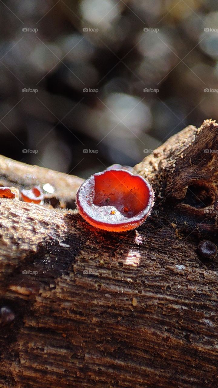 Wood fungus or mushroom