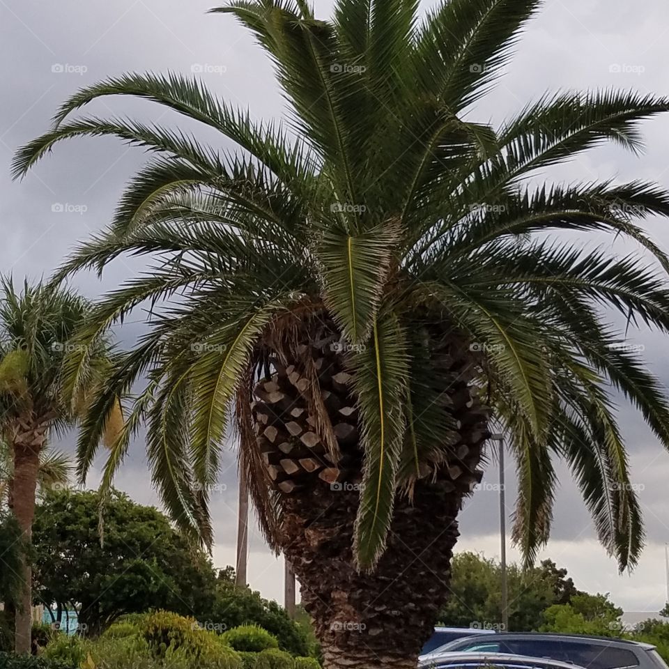 Palm Tree Passion