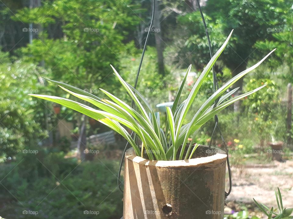 Spider plant in bamboo at sunshine