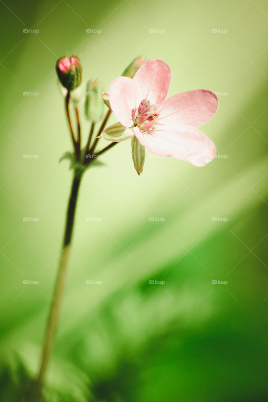 Pink flower outdoors