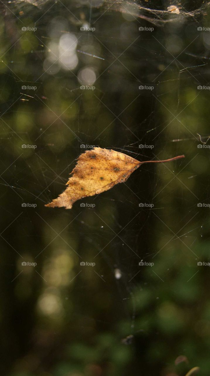 leaf in the web