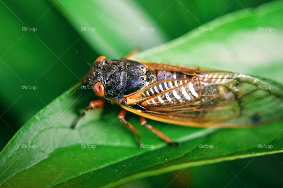 Cicada at Rest