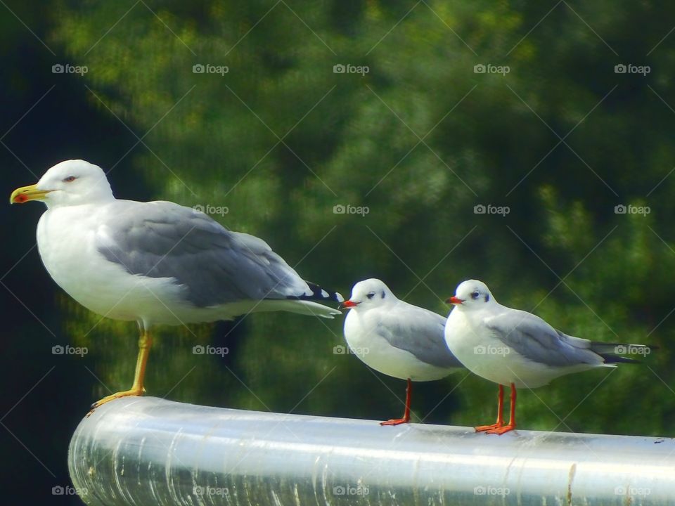 The beauty of the animal world