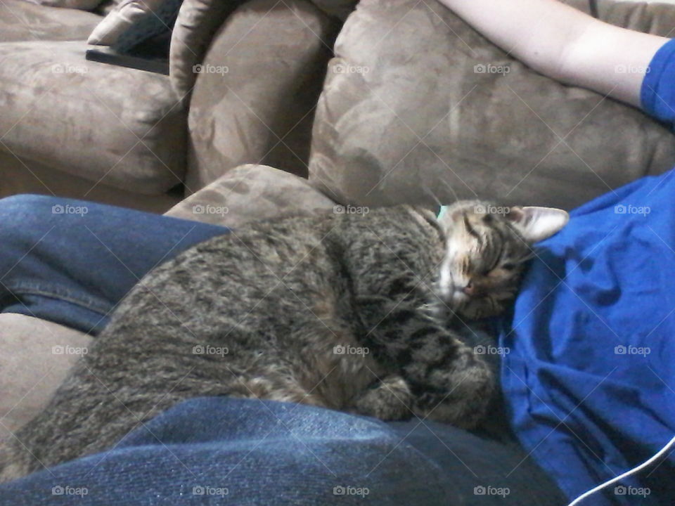 kitty snuggles