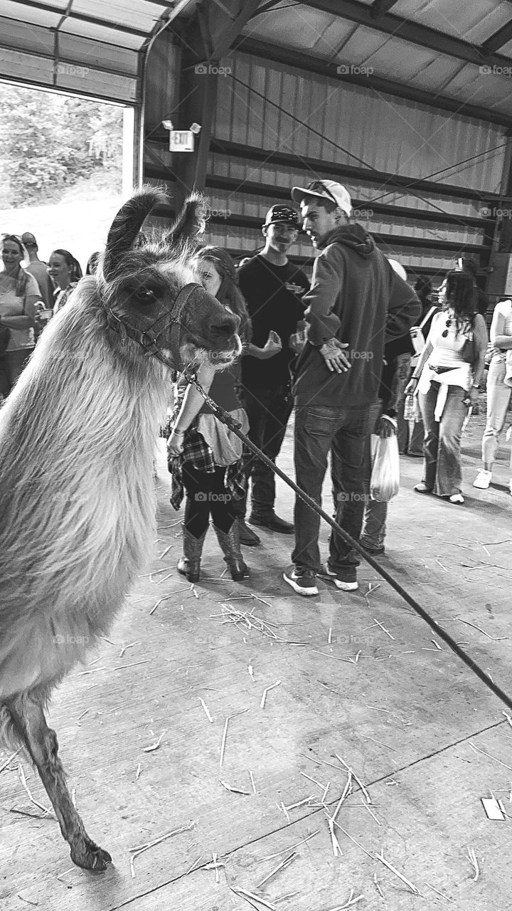 Llama and people at the state fair 