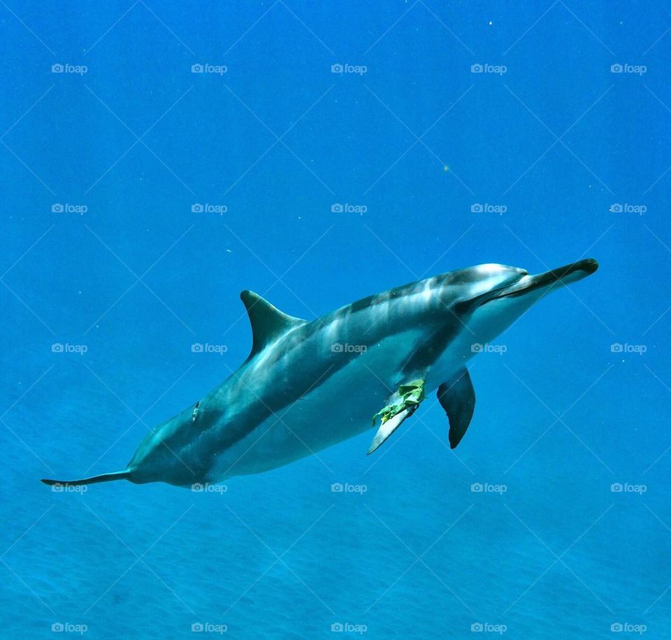 Dolphin Saying Hi