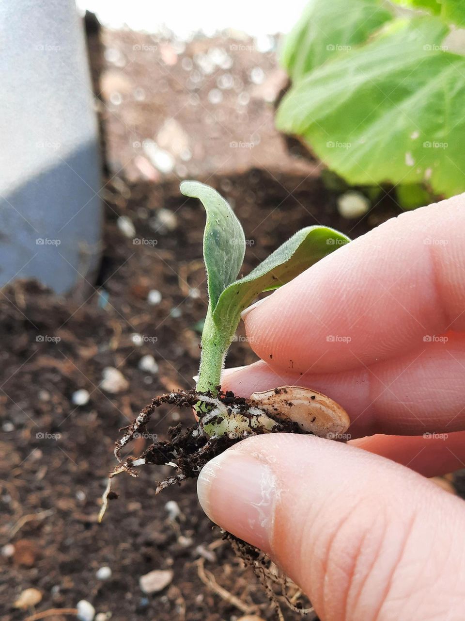 Hand holding a seedling of zucchini or courgette (Curcubita pepo). Seed and roots of the plant can be seen. At the background some sois, a garden shovel and a plant can be seen