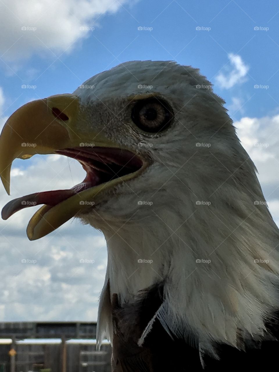 Bald Eagle