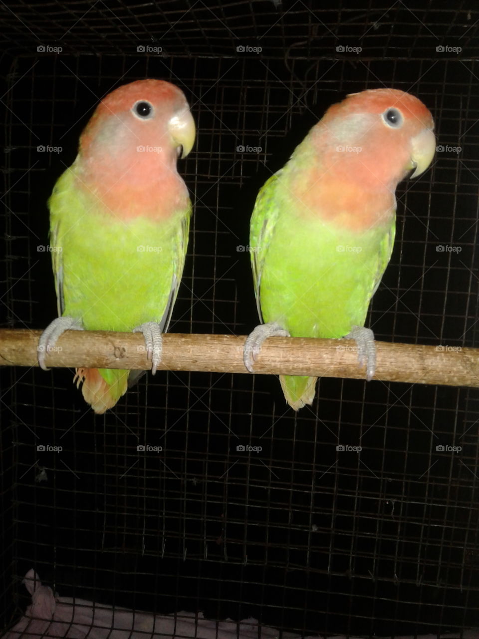 love bird