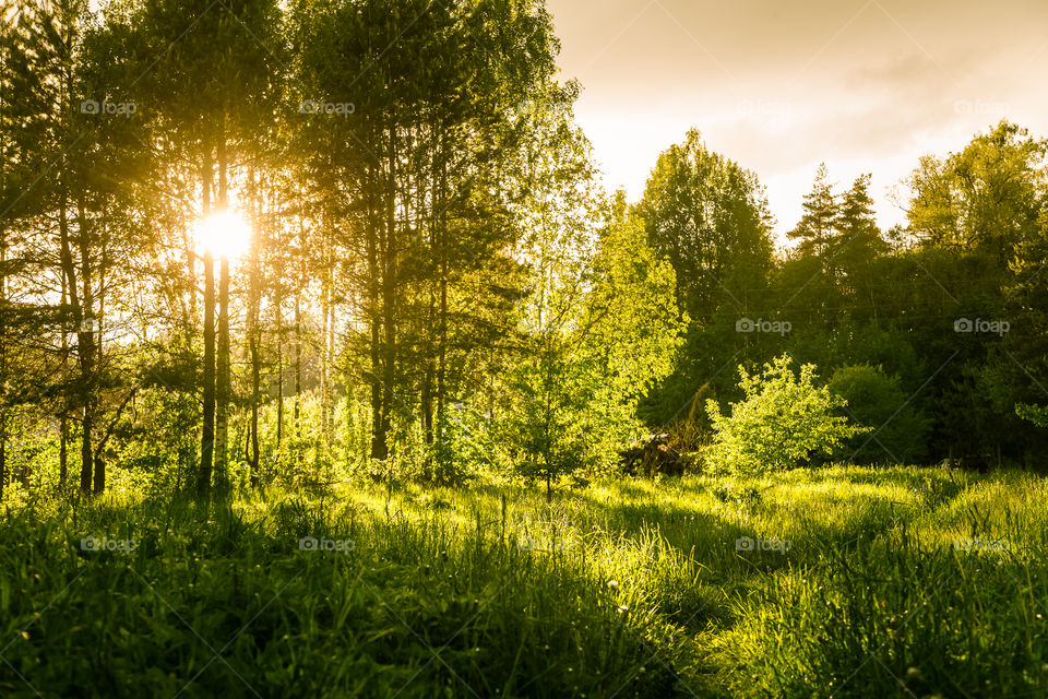 A beautiful, calm evening landscape of summer in country.