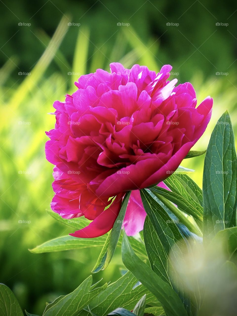 Let me take You into the garden