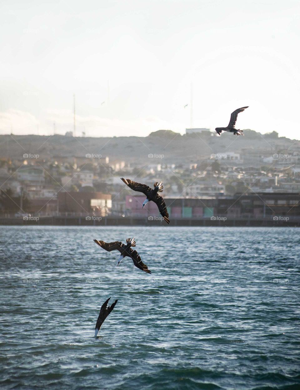 bird fishing