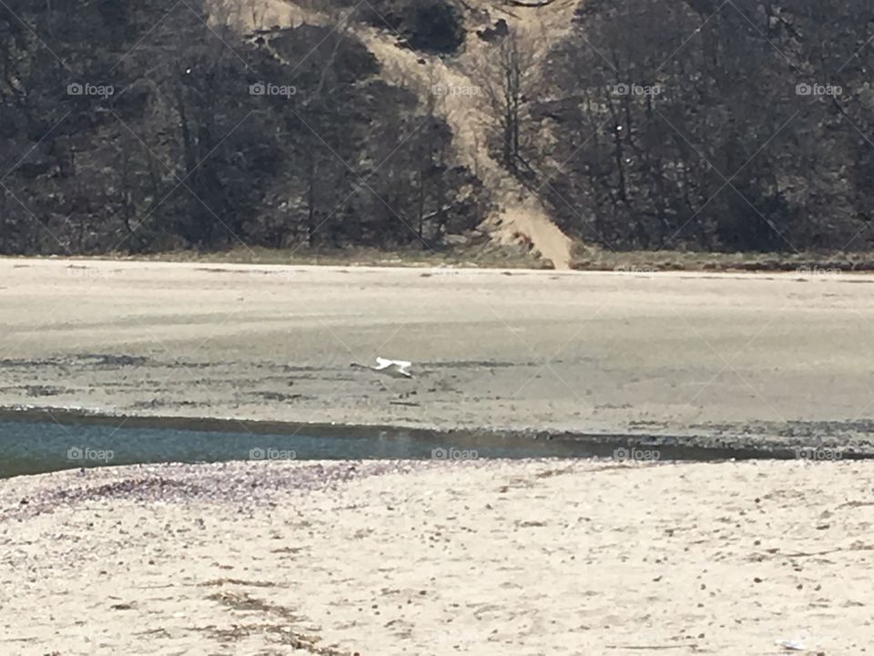 A swan in flight landing on the beach.