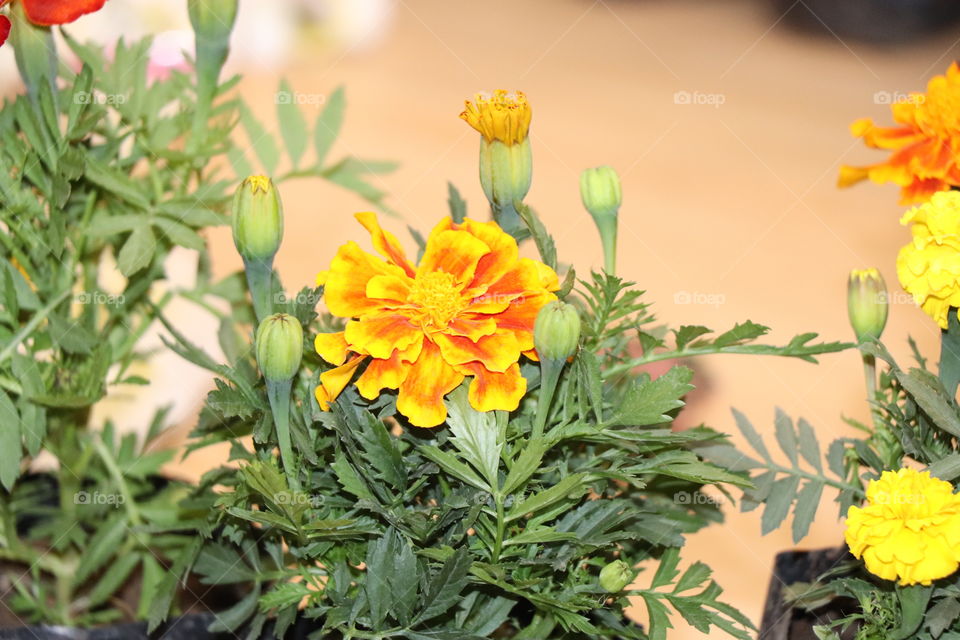 marigold genda,flower,leaf,blur