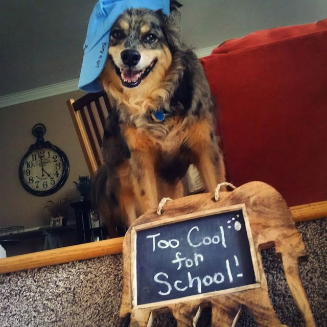 dog