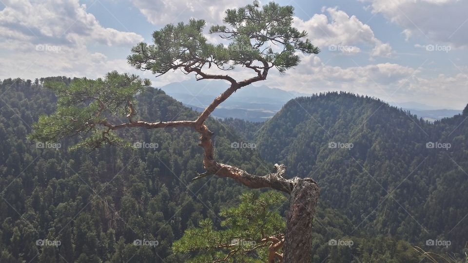 Pine on the top of Sokolica mountain