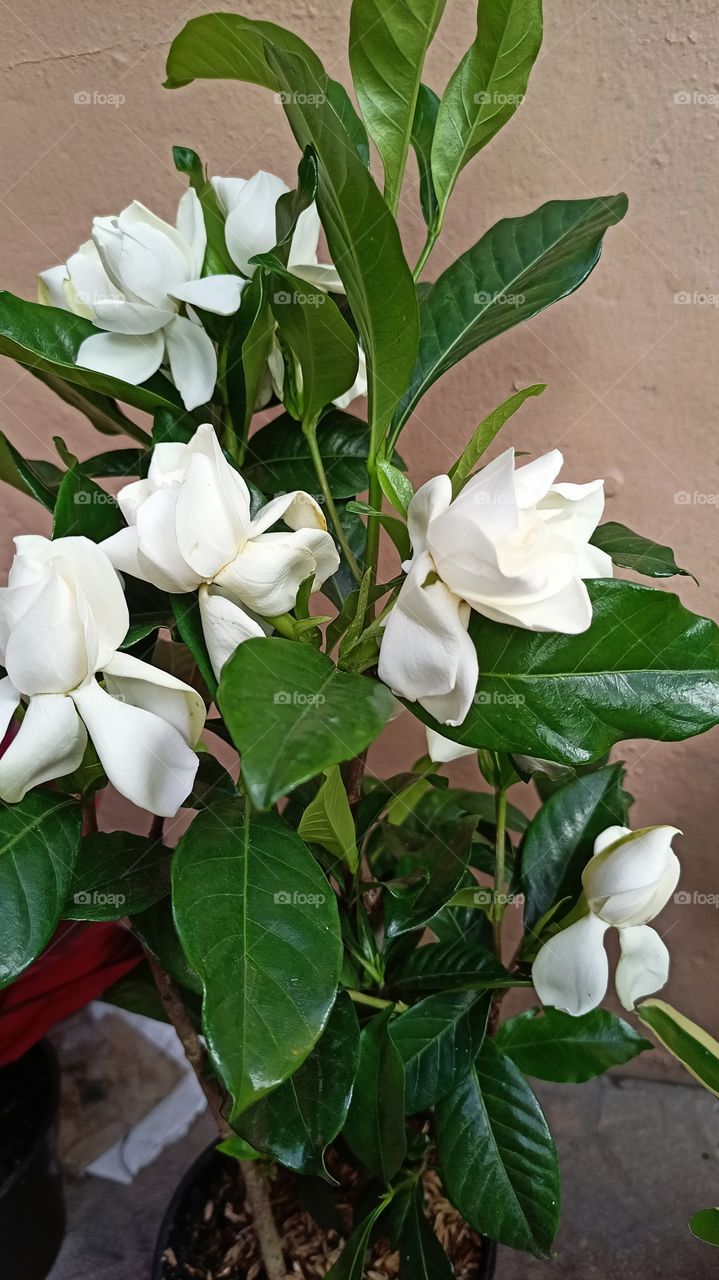 Fragrance Fresh White Flower