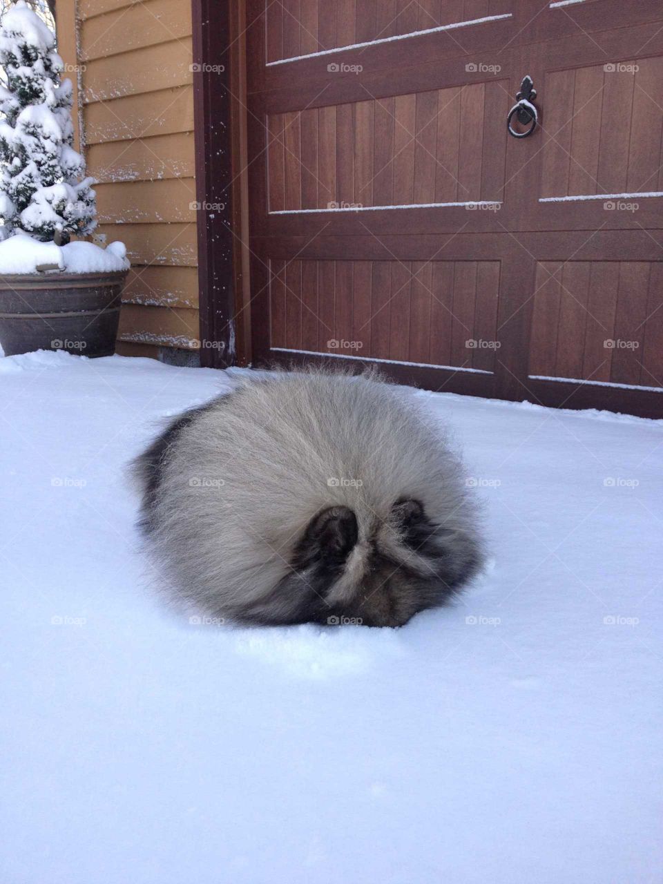 Snow puff