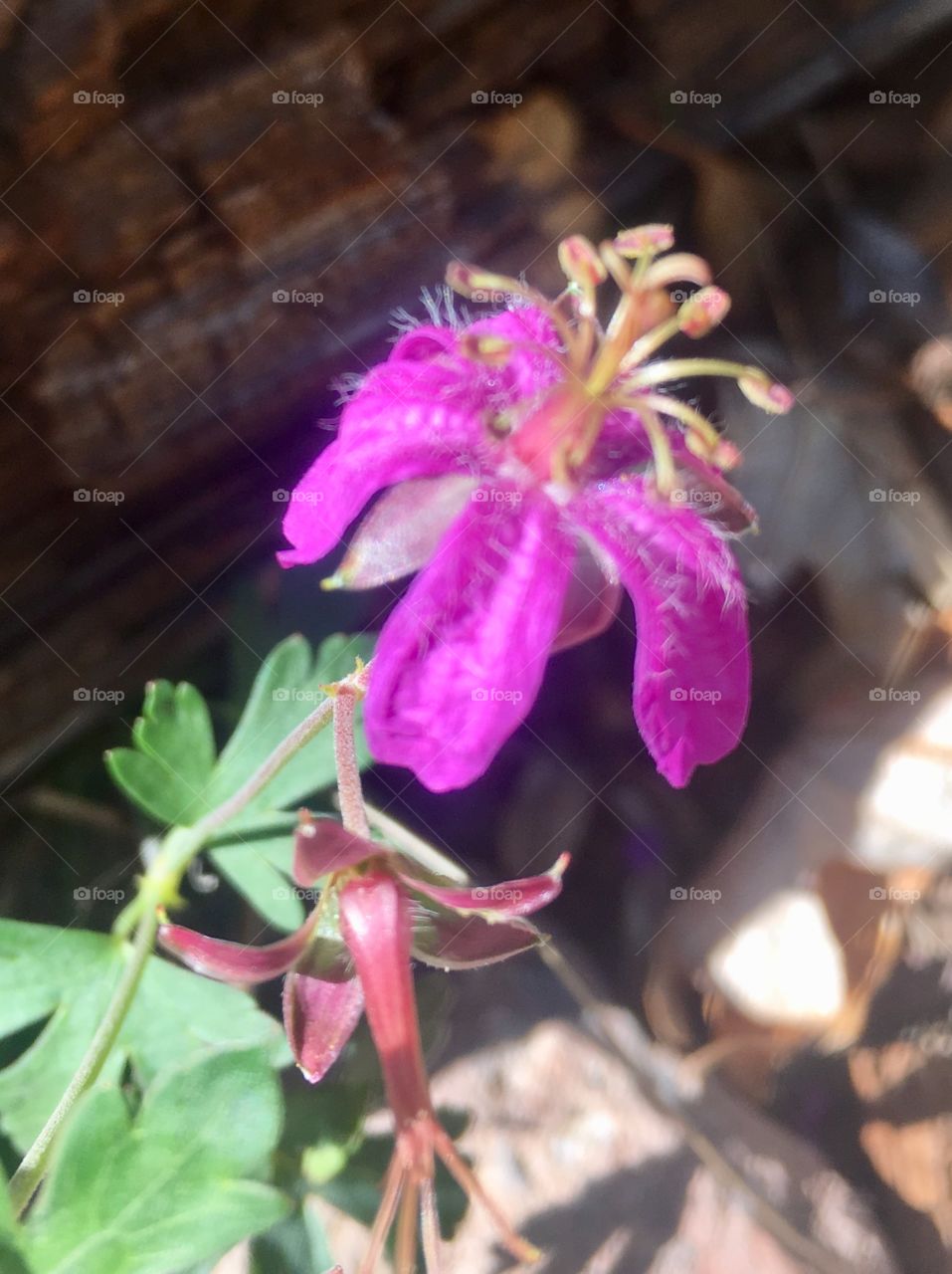 A vivid magenta wildflower brightens a dark nook in a rocky outcropping. It strains toward the sun with all its might.