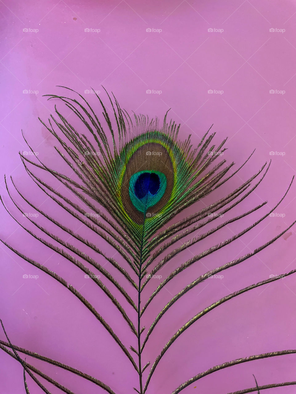 Peacock feather on a pink background 