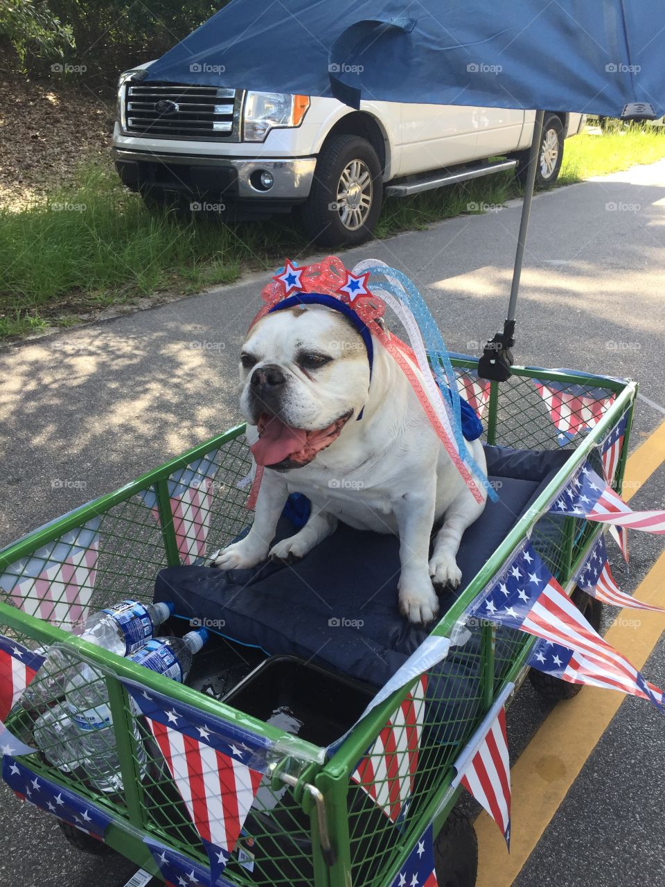 Fourth of July bulldog