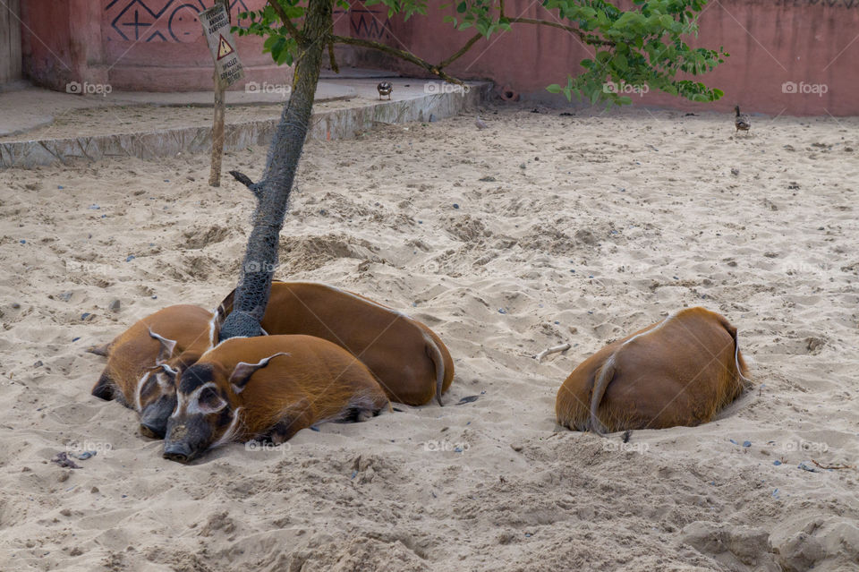 Four red river hogs sleeping