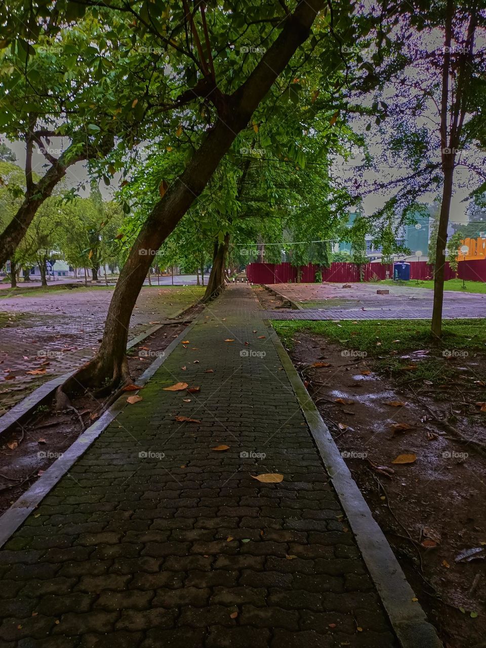 Paths of the park with tall green trees on a sunny day along which people walk. No people