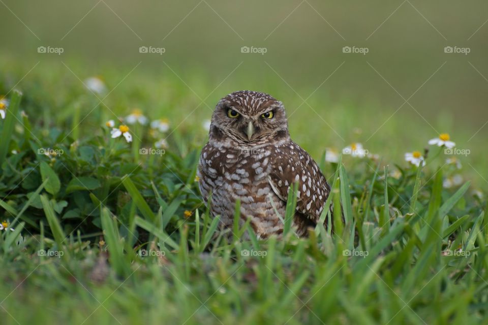 Owl on grass