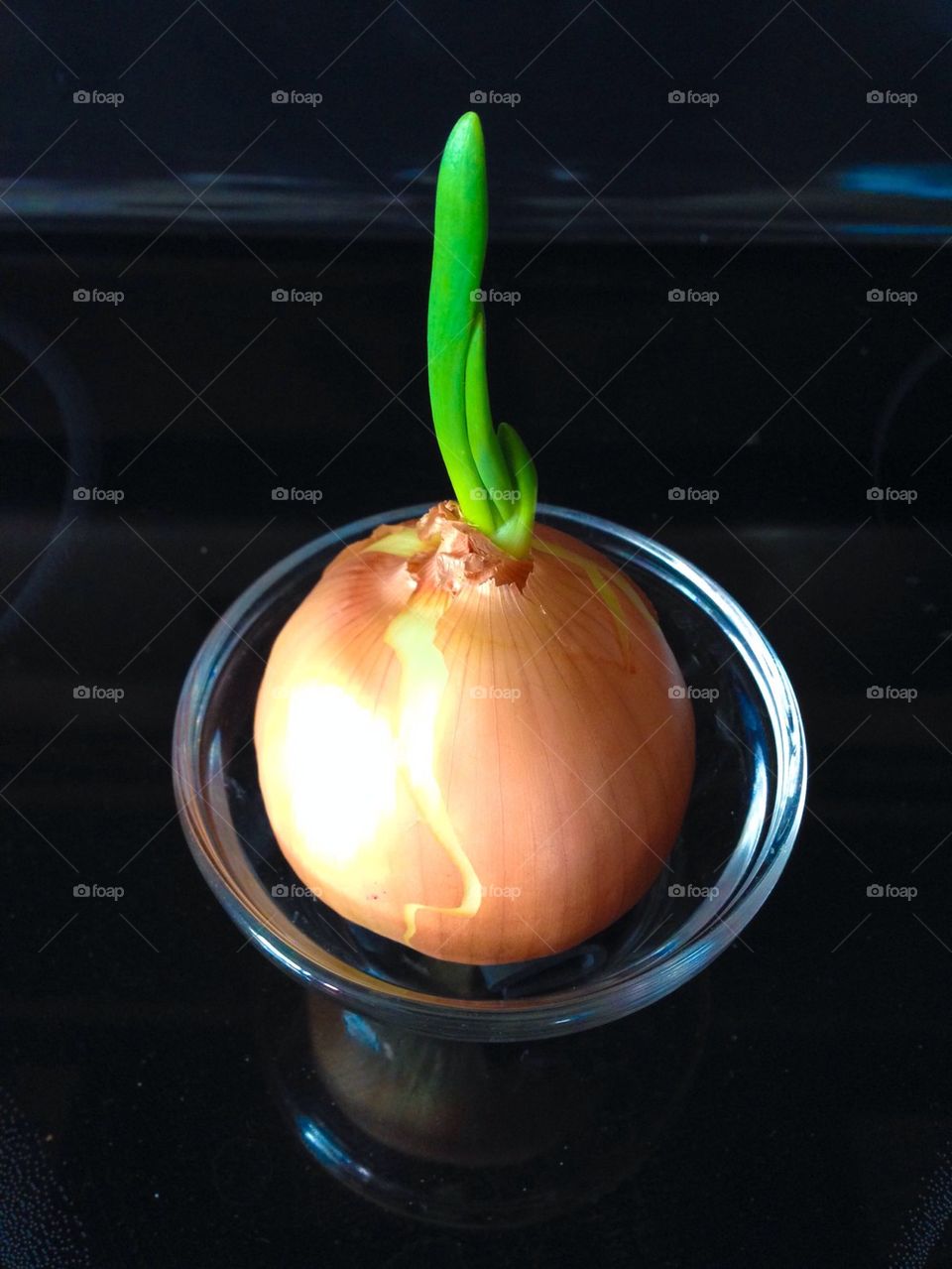 Close-up of blooming onion