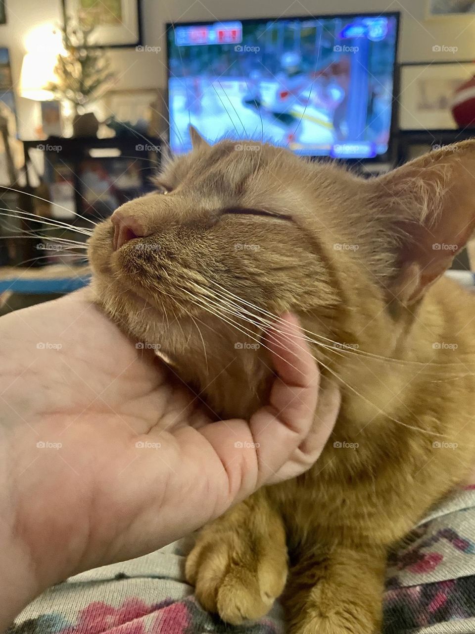 An orange cat enjoying having her chin scratched