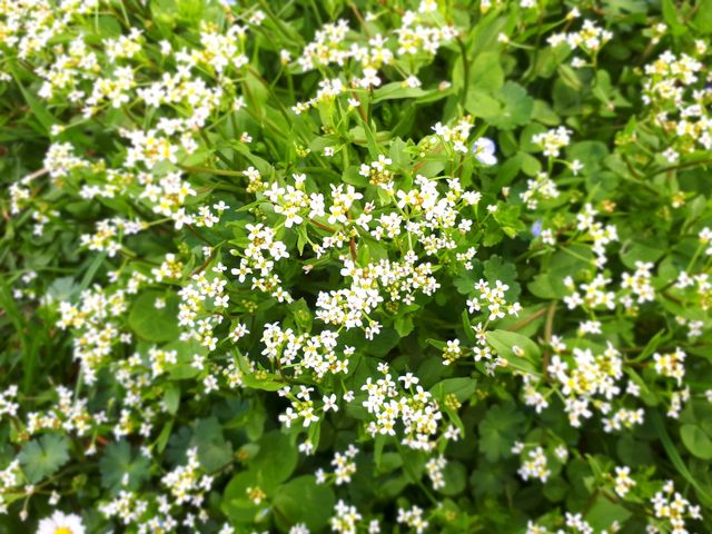 many many tiny white flowery