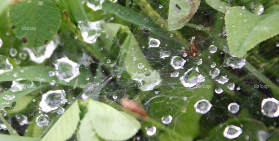 Raindrops on spider net