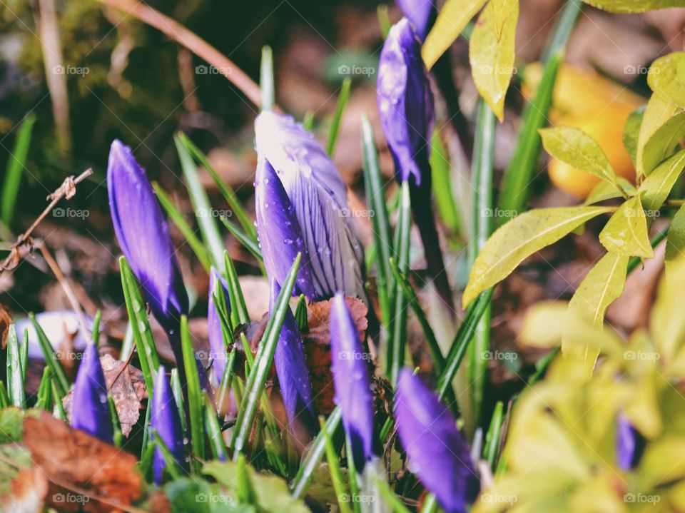 Blue crocus with water drop