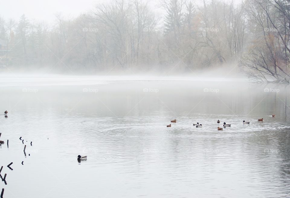 Ducks on a snowy pond