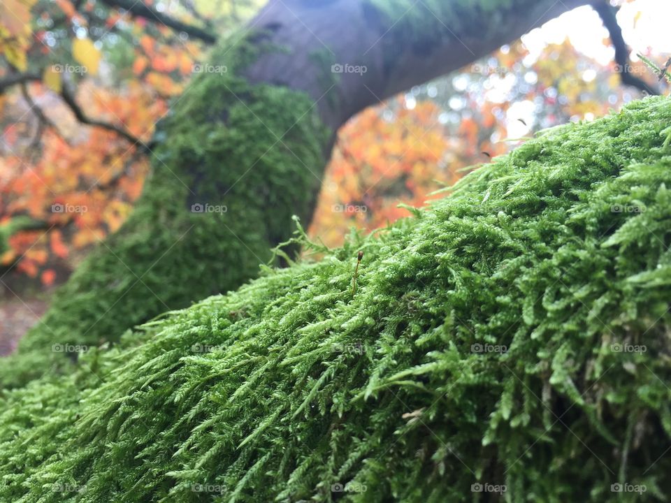 Lichen, meise, tree, nature 