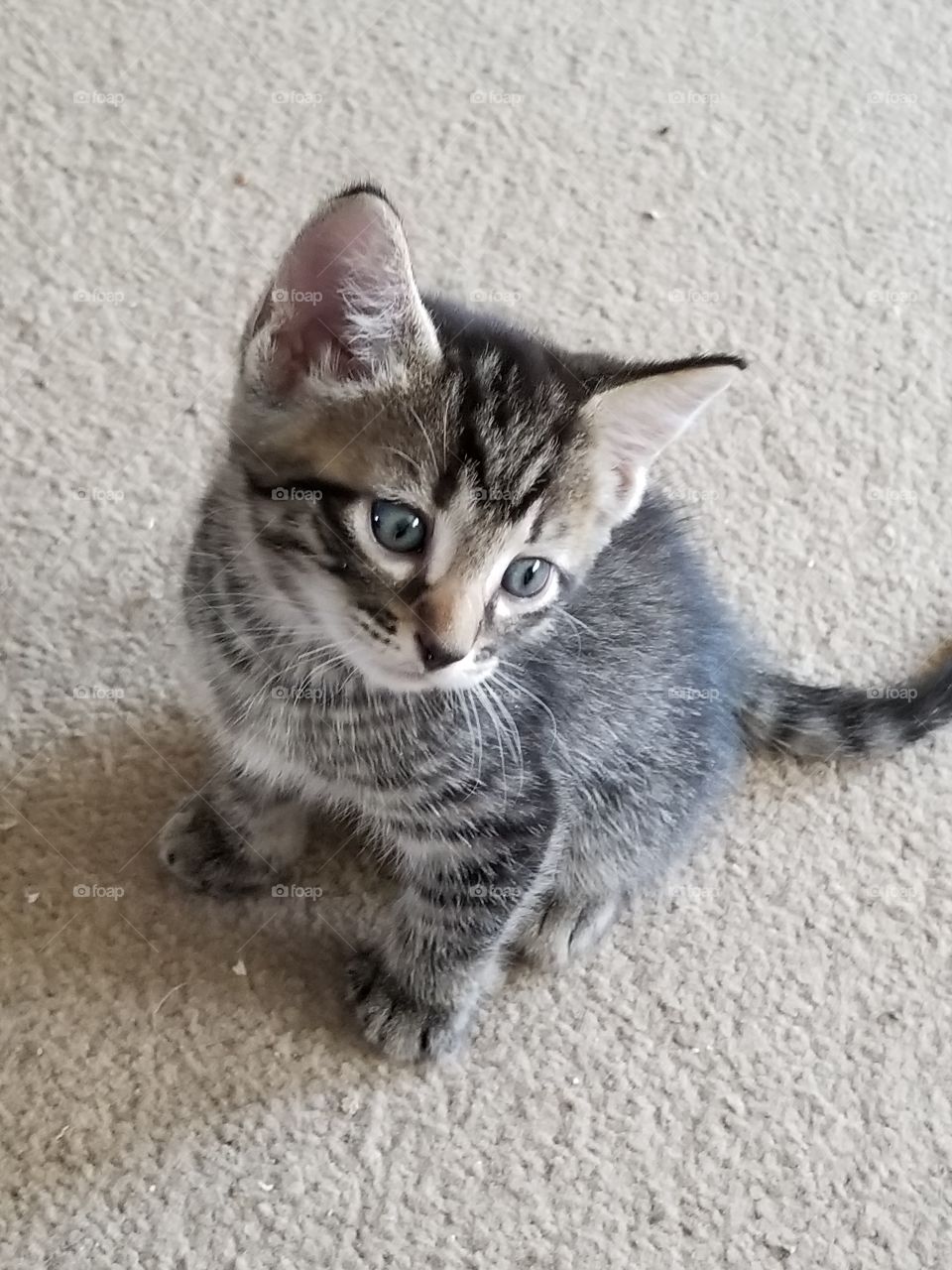 pondering kitten thoughts