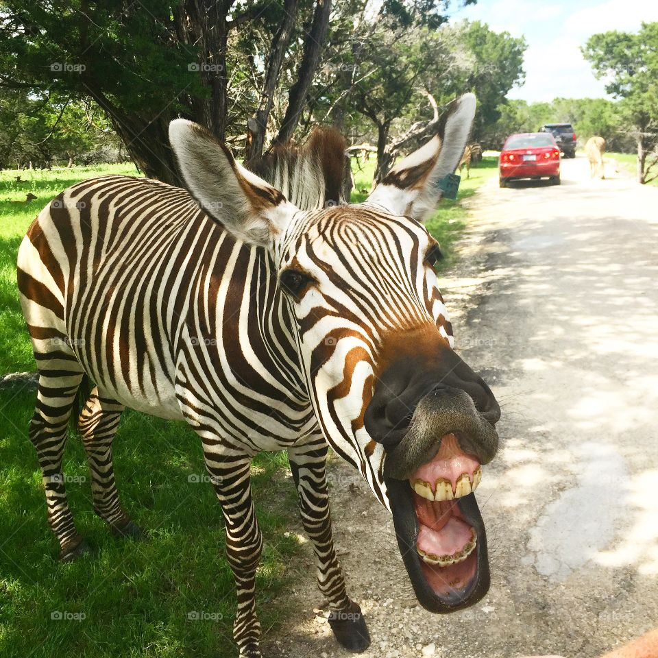 Zebra feeding