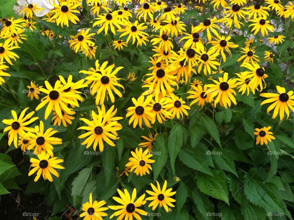 Black-eyed Susans 