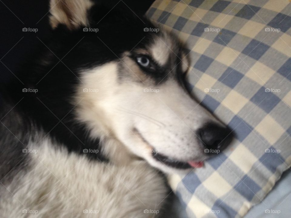 Lazy husky