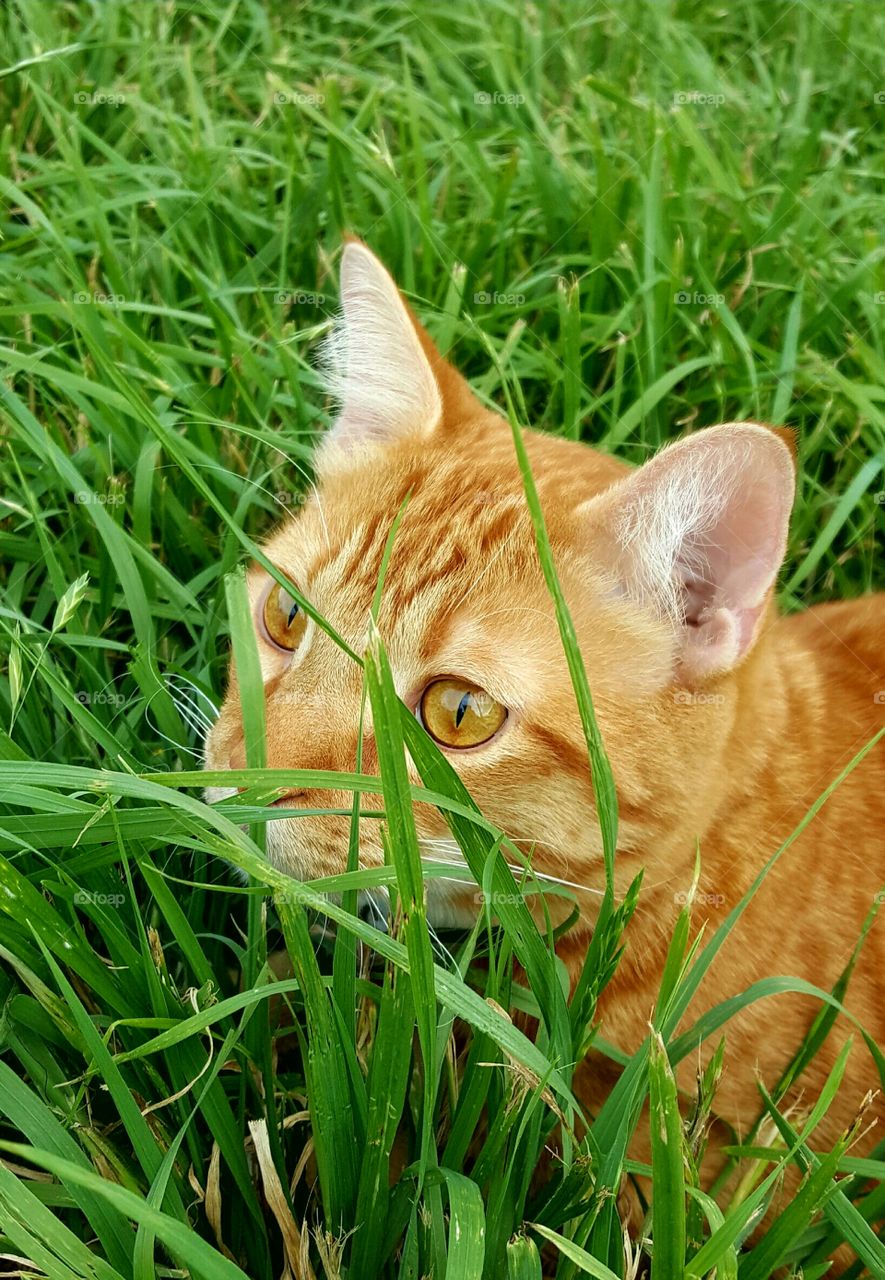 hiding in the grass