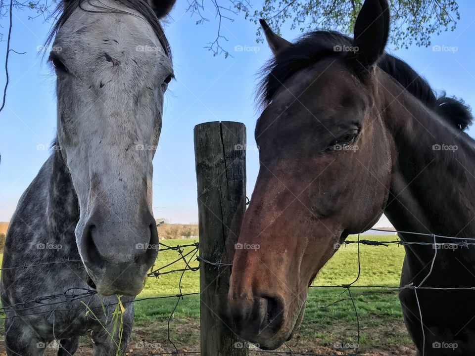 Kentucky Horses