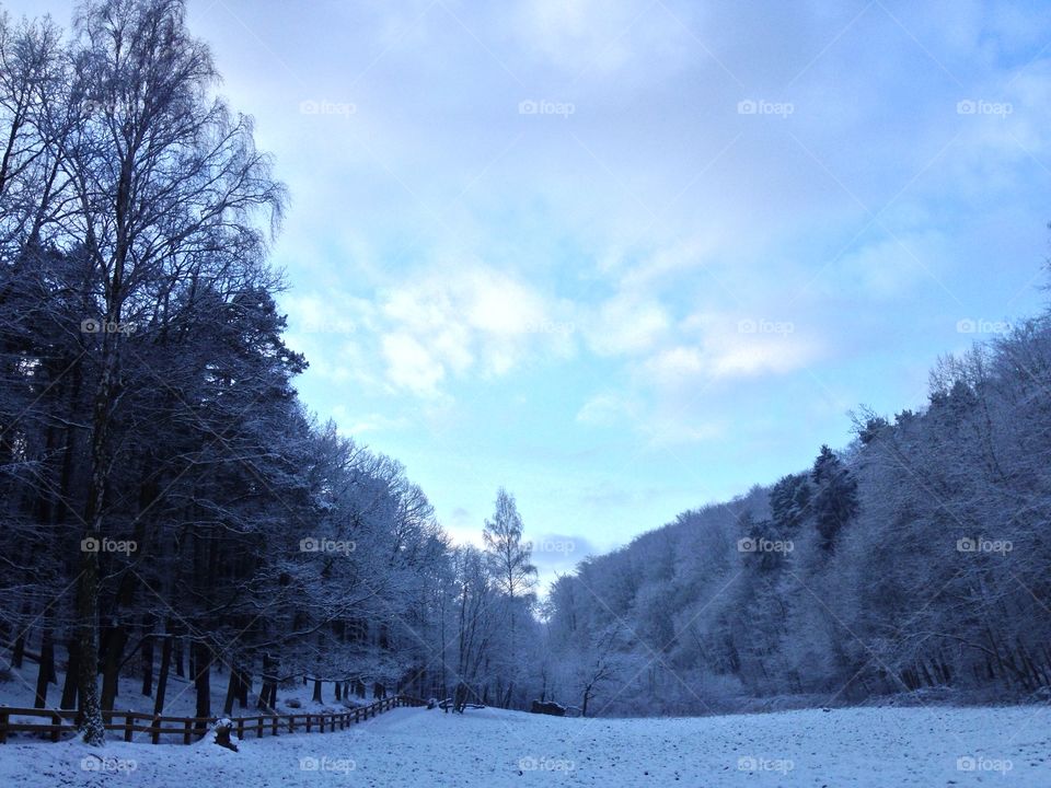 Snow, Winter, Cold, Frost, Wood