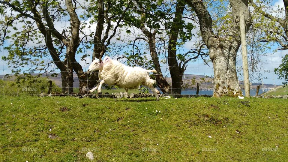 Flying sheep in Scotland